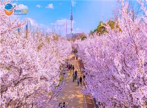 Du Lịch Hàn Quốc Mùa Hoa Anh Đào Lãng Mạn Nhất 2026